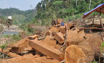 Xử l&yacute; h&agrave;nh ch&iacute;nh 22 vụ vi phạm l&acirc;m luật