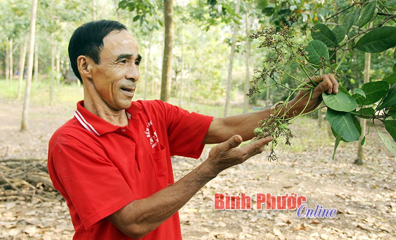 Mưa trái mùa sau tết ảnh hưởng mạnh tới vườn điều