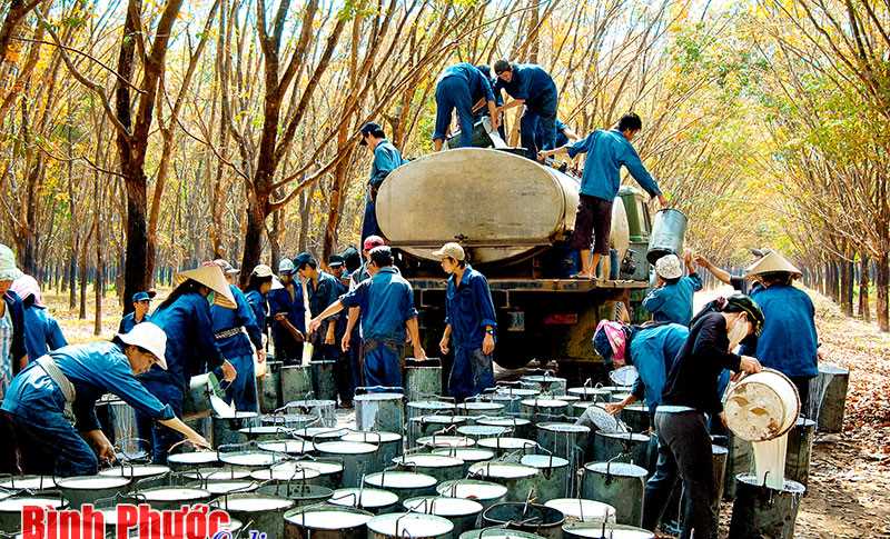 Mủ cao su có thể đạt 2.400 USD/tấn