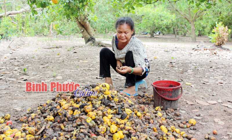 Năng suất điều ở Thanh An giảm 50%