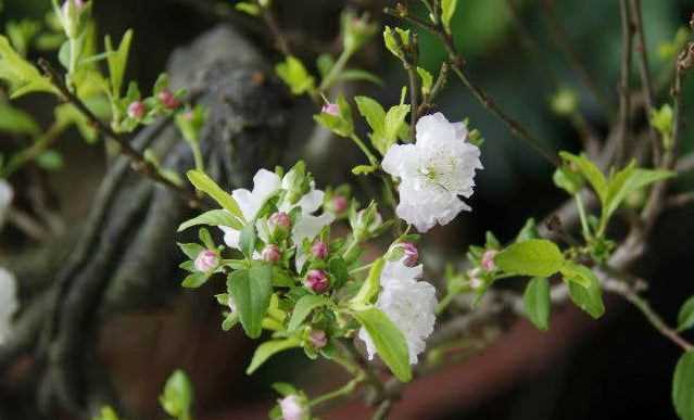 Nhất chi mai - lo&agrave;i hoa thanh khiết mang cốt c&aacute;ch người qu&acirc;n tử