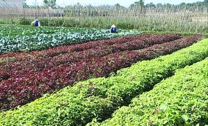 Loại 3 hoạt chất ra khỏi danh mục được phép sử dụng