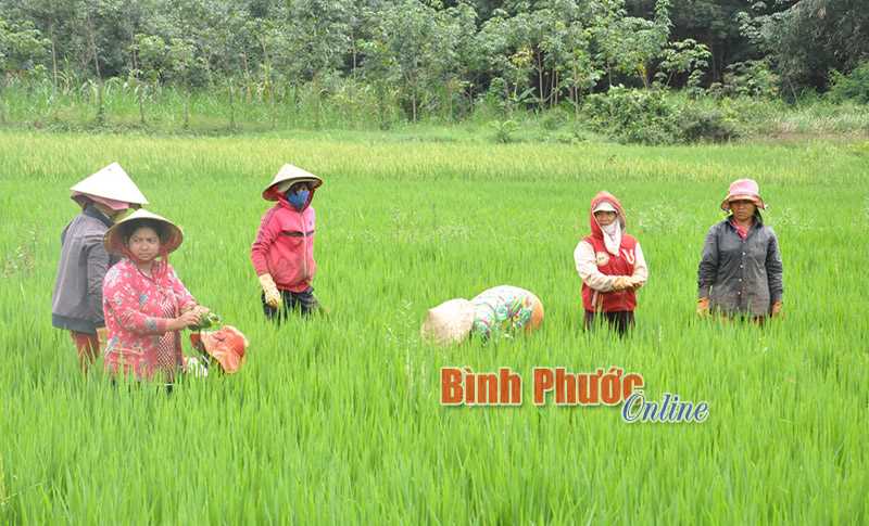 Năm 2017, Ngân hàng Chính sách xã hội Bình Phước được phân bổ 100 tỷ đồng vốn tăng trưởng