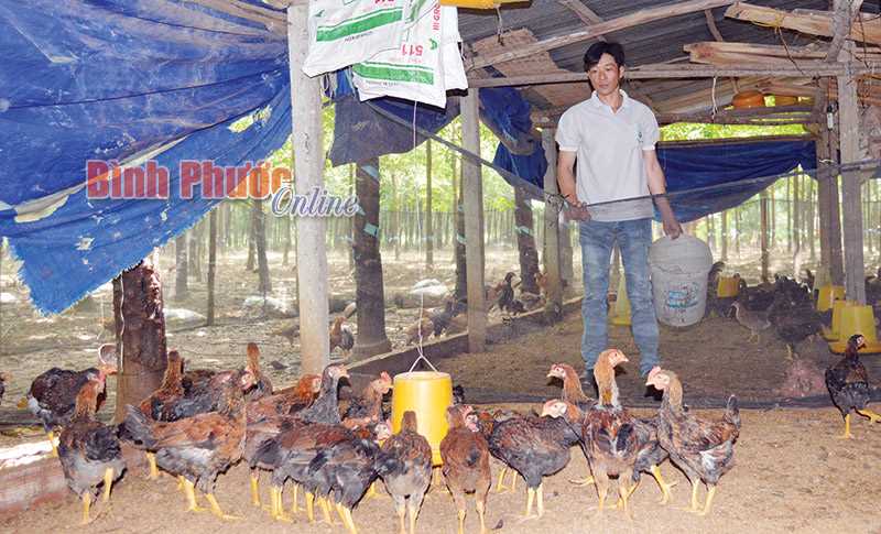 Anh Nông Văn Dậu: Chủ động tiêm vắc-xin phòng bệnh cho gà 