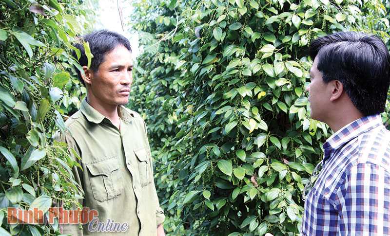 Phân bón Việt Tiệp - người bạn đồng hành cùng nhà nông