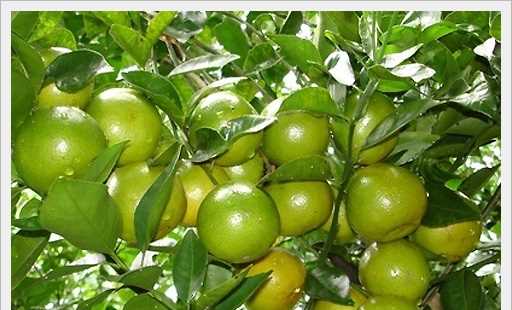 Để không còn những mùa “quýt đắng”