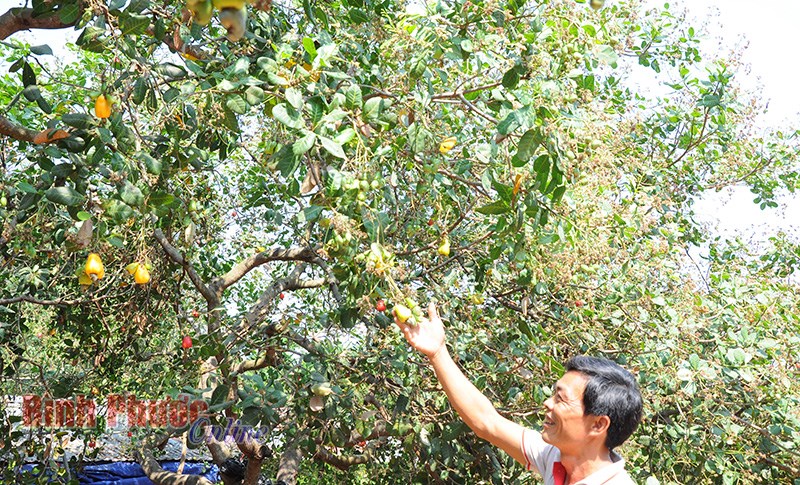 Phú Riềng chú trọng đầu tư các mô hình chuyển giao khoa học kỹ thuật quy mô lớn