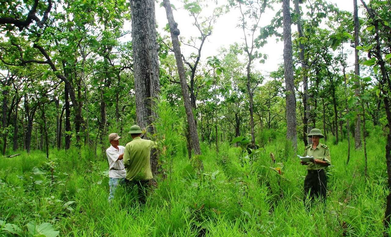 Chi trả 516,422 triệu đồng tiền DVMTR cho 2 chủ rừng