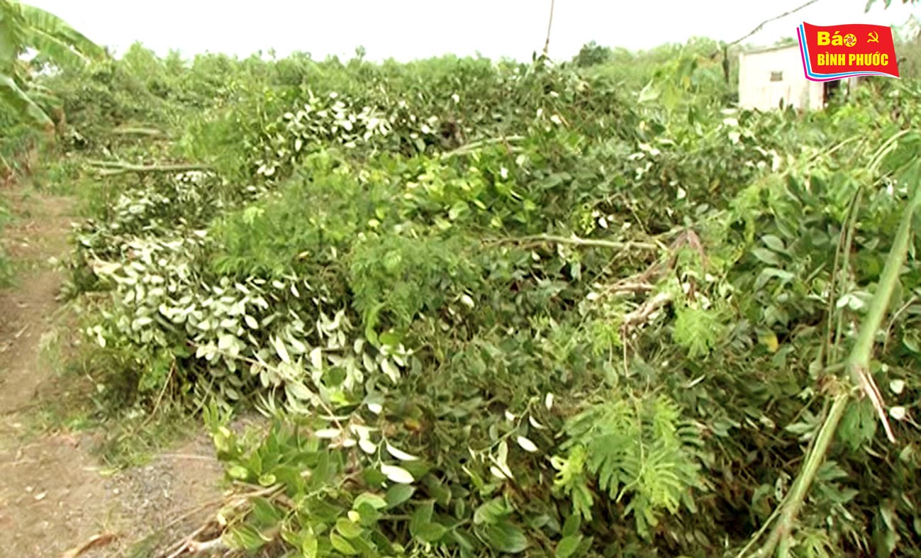 [Video] Lốc xoáy làm gãy đổ hoàn toàn 70 ngàn nọc tiêu