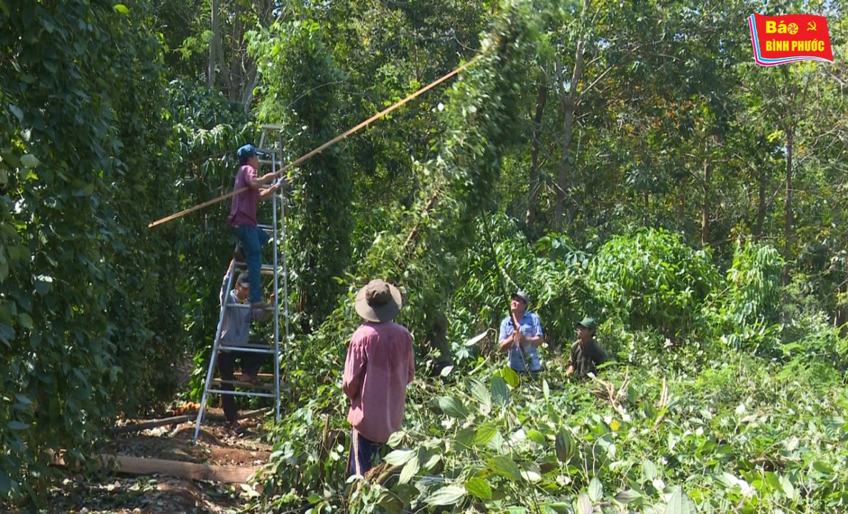 [Video] Nghĩa tình sau cơn lốc xoáy