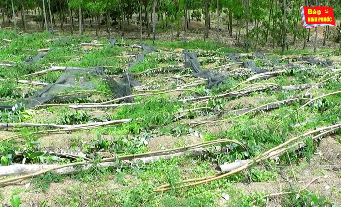 [Video] Lốc xoáy gây thiệt hại nặng ở Hớn Quản