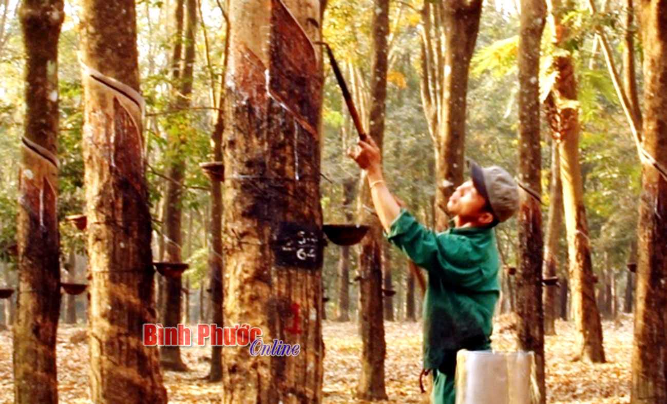 Nông dân không nghỉ tết