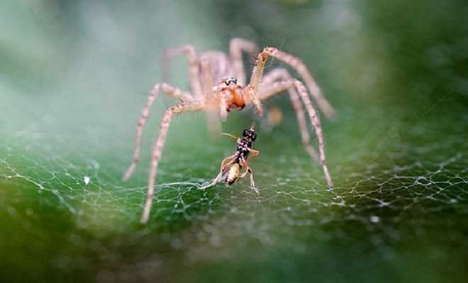 Các loài nhện tiêu thụ tới hàng triệu tấn côn trùng mỗi năm