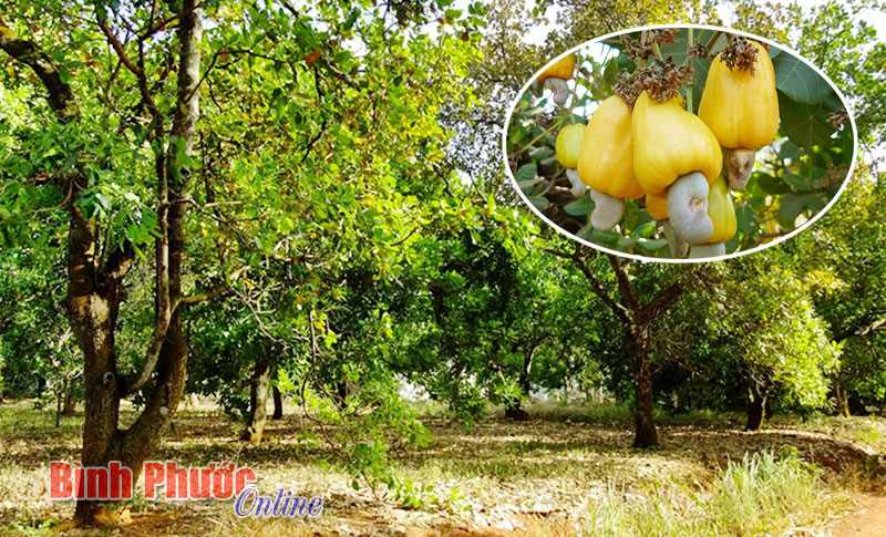 Người dân canh gác vườn điều vì sợ trộm