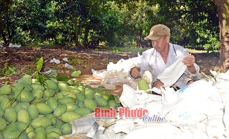 Tân Hưng trúng mùa xoài cát Hòa Lộc