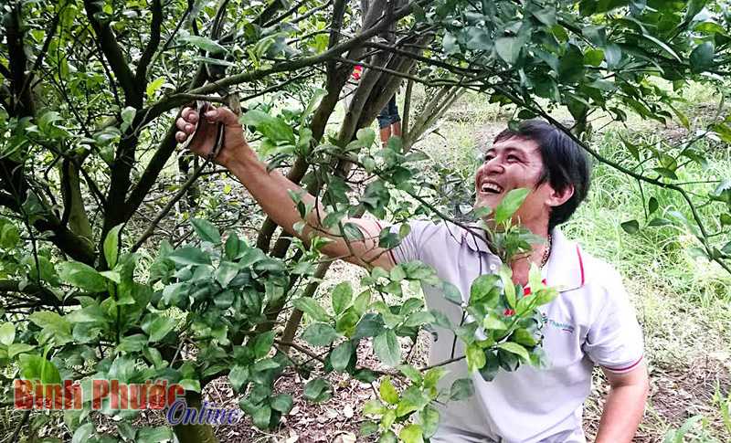 Thanh Hòa: Phát triển cây quýt đường theo tổ liên kết