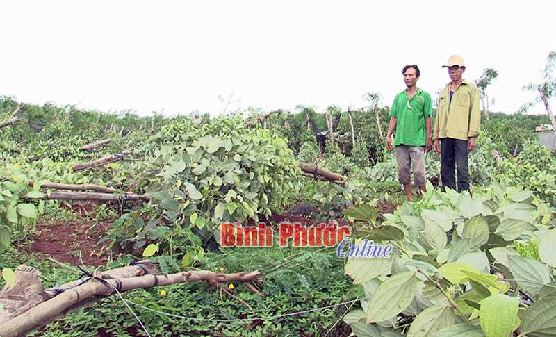 4.760 nọc tiêu bị gãy đổ do mưa lốc