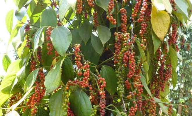 Câu chuyện hồ tiêu