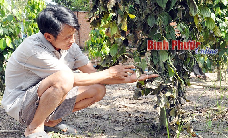 252 trụ tiêu bị phá và chặt gốc