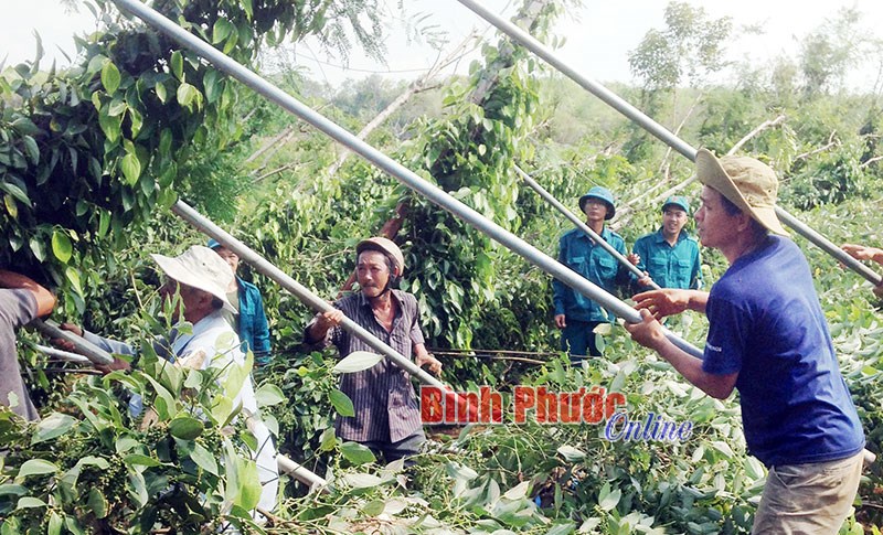 Lộc Ninh: Lốc xoáy cuốn theo hy vọng của người trồng tiêu