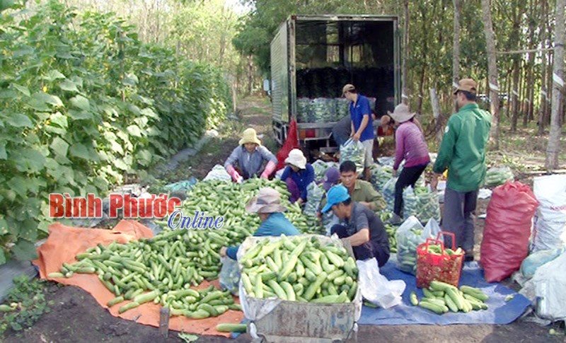 Trồng dưa leo thu lợi cao