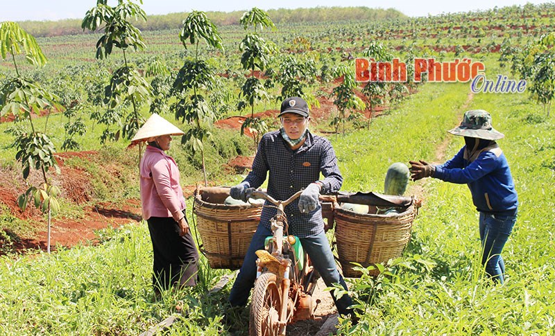 Trồng xen dưa hấu dưới tán cao su - làm chơi ăn thật