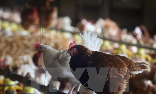 Trung Quốc xác nhận thêm một trường hợp nhiễm virus cúm H7N9