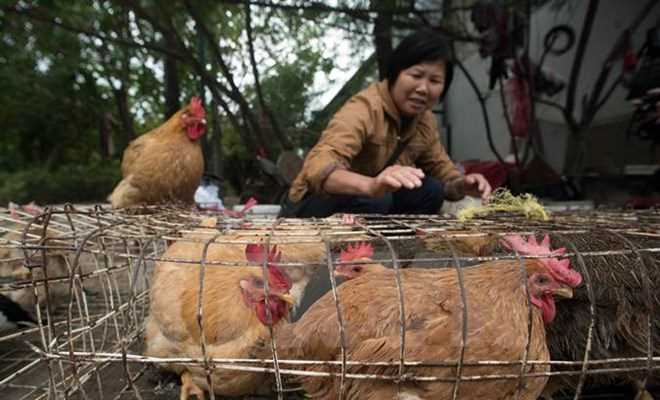 Bệnh nhân người Đài Loan đầu tiên tử vong do nhiễm cúm H7N9