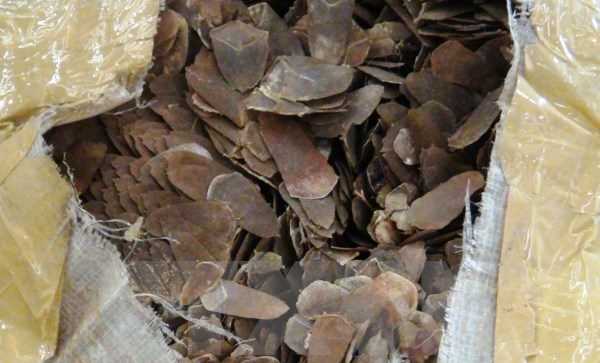 Còn nhiều người hiểu chưa đúng về việc dùng vảy tê tê để chữa bệnh