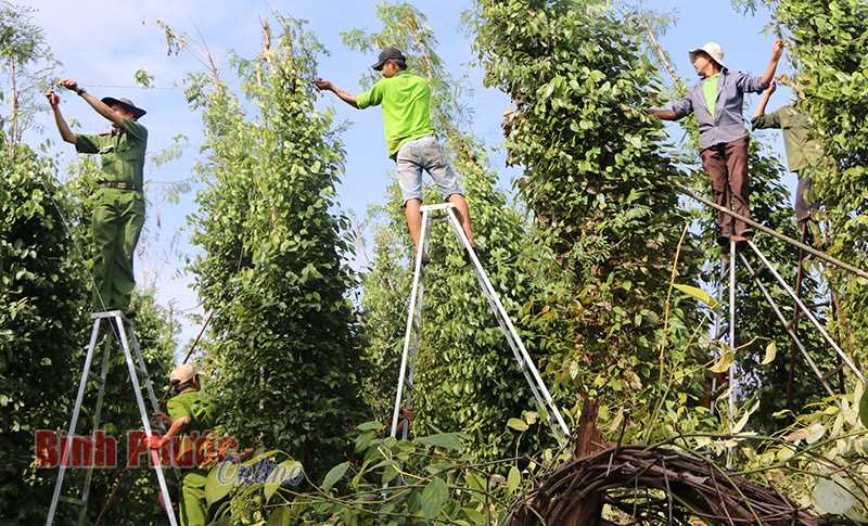 Công an huyện Hớn Quản hỗ trợ người dân khắc phục hậu quả thiên tai