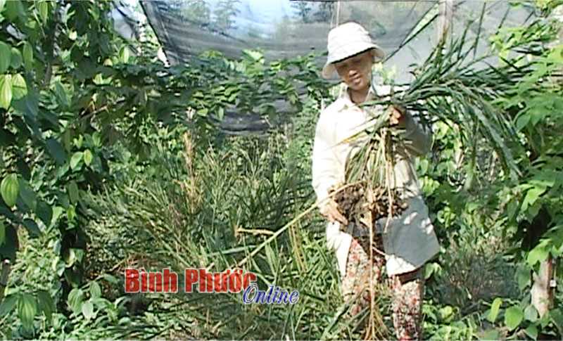 “Vị thơm” của gừng trồng xen tiêu non