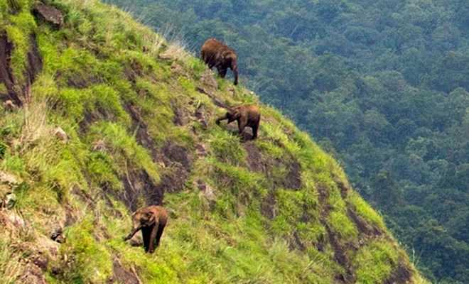Hình ảnh kỳ lạ của những chú voi to kềnh càng trên vách núi cheo leo