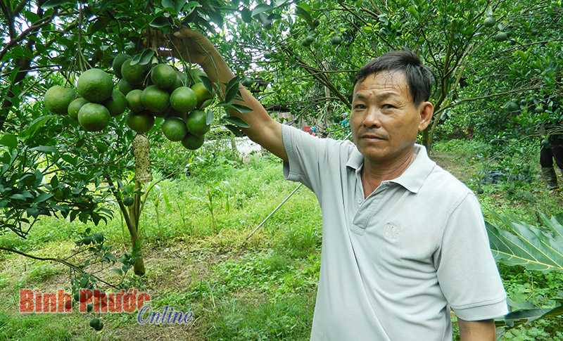 Lộc Ninh: 16 mô hình tổ chức dịch vụ hỗ trợ nông dân
