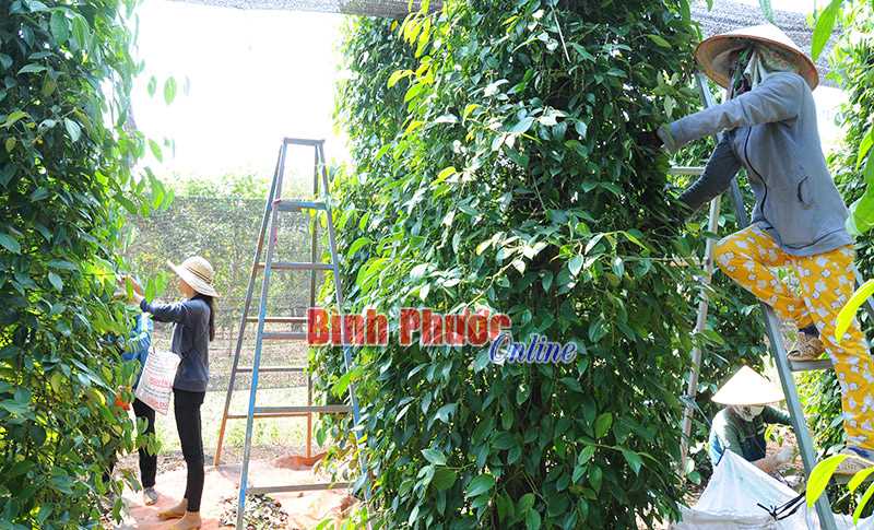 Làm giàu trên đất biên giới - Bài cuối