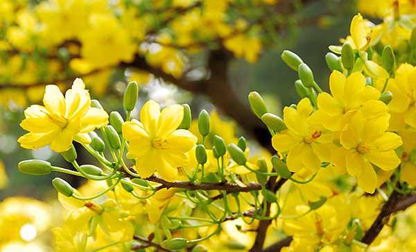 Xu&acirc;n mới - niềm tin mới