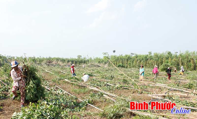 Lo lắng cùng bà con nông dân