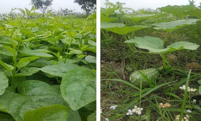 ​Ăn bao nhiêu rau thì đủ?