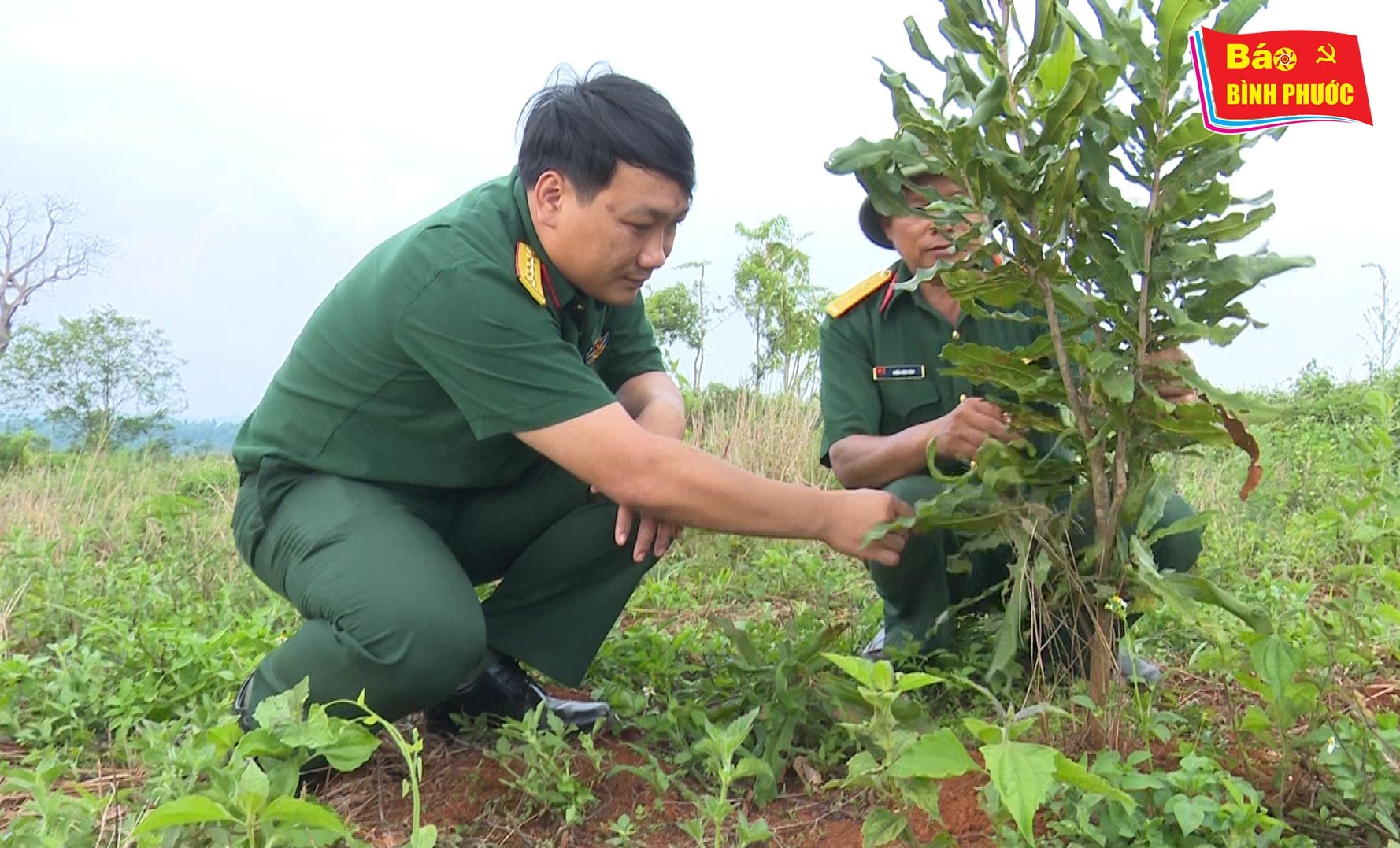 [Video] Trung đoàn 726 tạo vành đai xanh