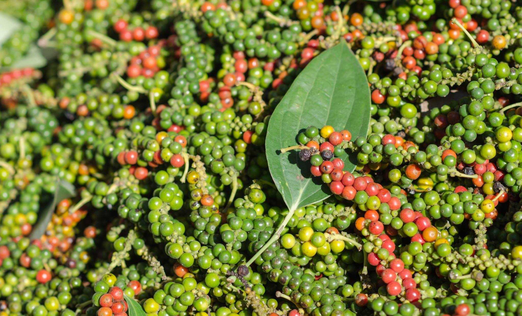 Thận trọng trước giá tiêu lao dốc