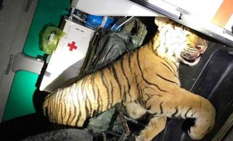 Ph&aacute;t hiện xe cứu thương chở con hổ đ&ocirc;ng lạnh nặng 180kg