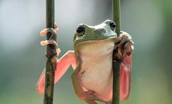 Costa Rica phát hiện loài ếch được cho là đã tuyệt chủng