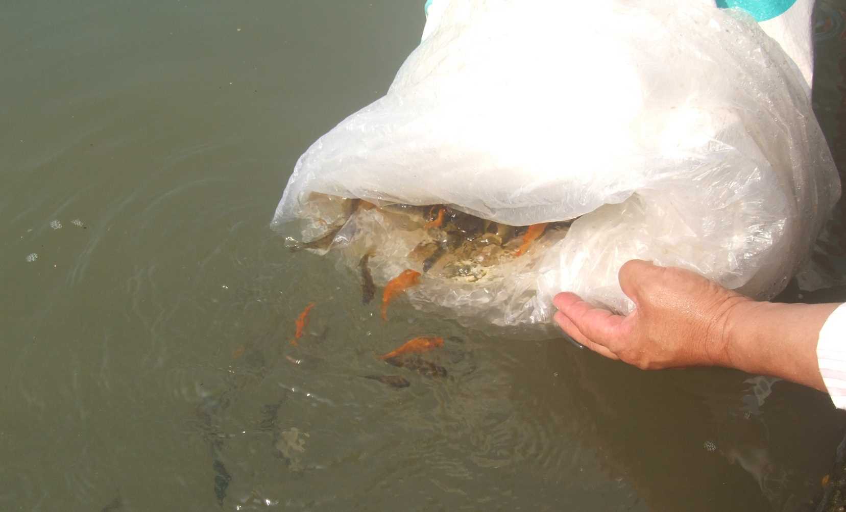 Cùng với thả cá, cần xử lý nghiêm hành vi phá hoại môi sinh