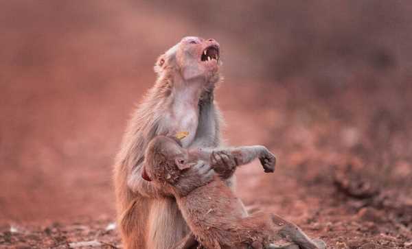 Tình mẫu tử nghẹn ngào nước mắt trong bức hình khỉ mẹ khóc thương cho đứa con tội nghiệp