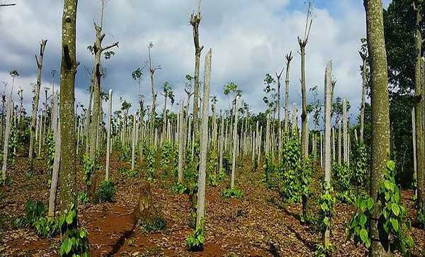 VPA cảnh báo người trồng tiêu sử dụng giống lạ