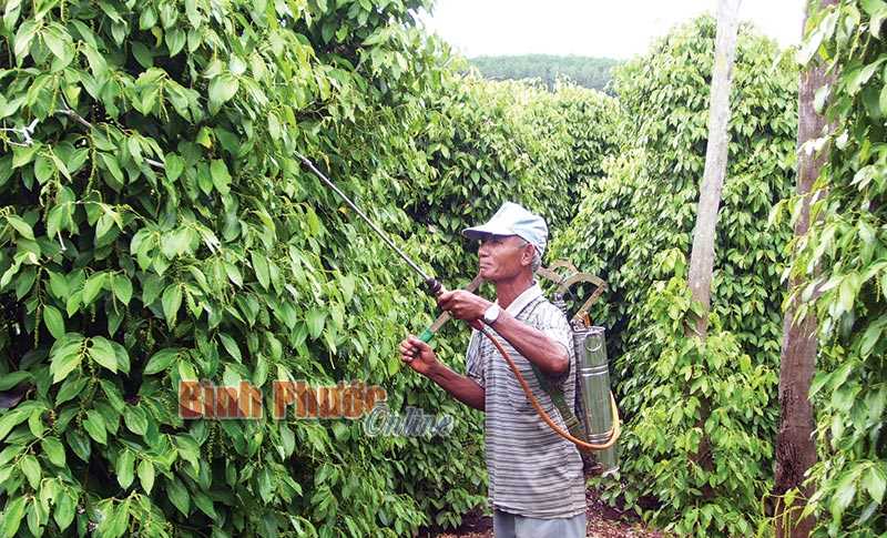Bà con nên dùng thuốc bảo vệ thực vật “4 đúng”