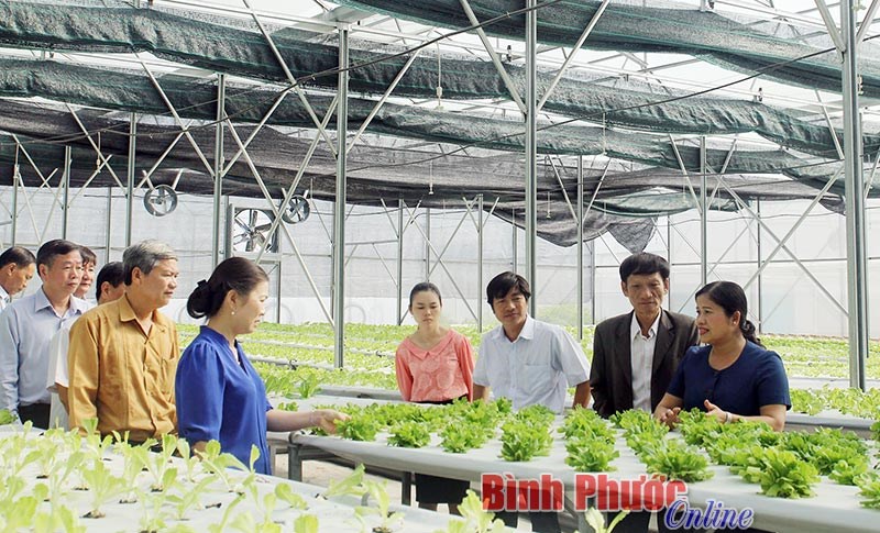 Ban chỉ đạo đổi mới, ph&aacute;t triển kinh tế tập thể HTX l&agrave;m việc tại B&igrave;nh Phước