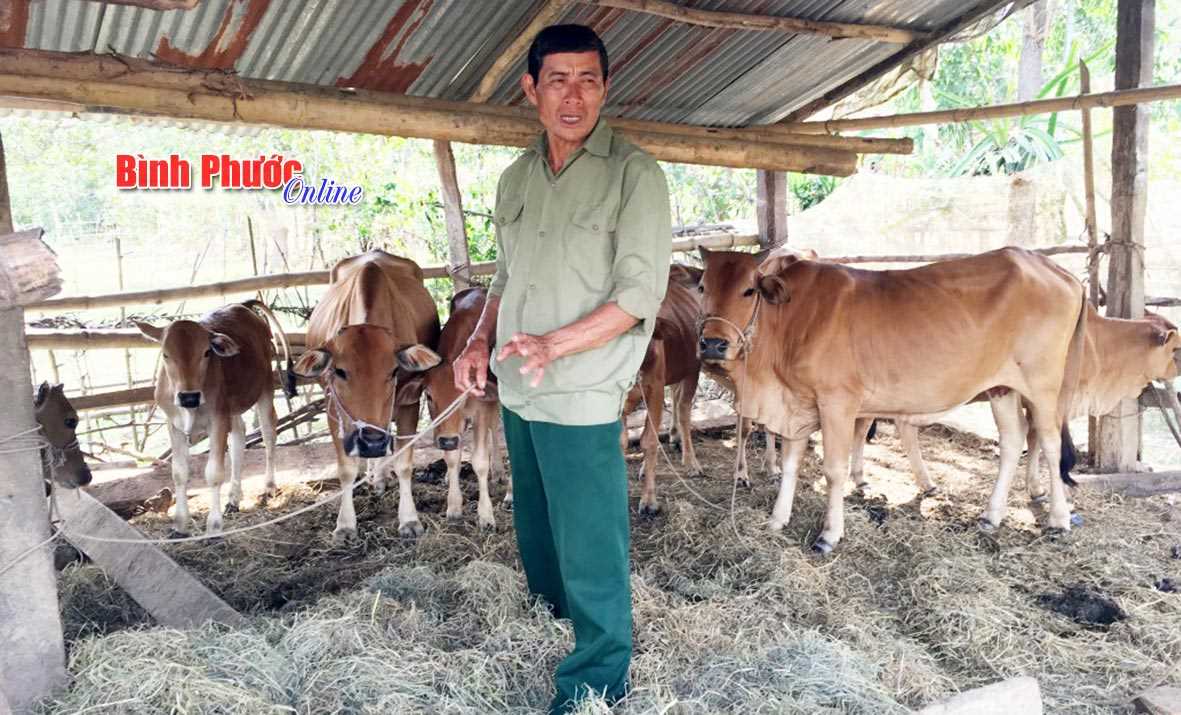 Trồng cỏ nuôi bò - giảm nghèo hiệu quả ở xã vùng sâu