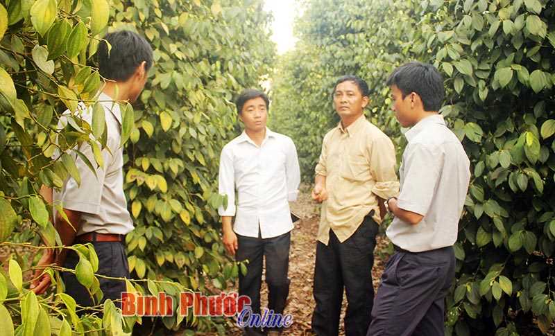 Bình Phước - vùng nguyên liệu tiêu bền vững