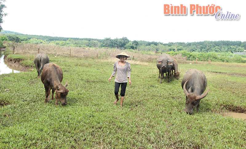 Đồng bào thôn Thiện Cư thoát nghèo nhờ nuôi trâu