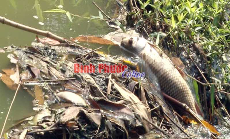 Sở Tài nguyên - Môi trường thông tin về tình trạng cá chết ở suối Ru